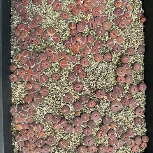 比利时KO，生石花，屁股花，石头花