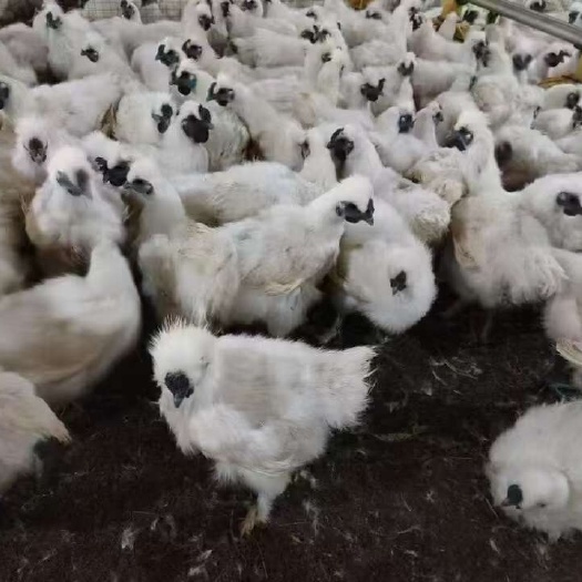 南宁广西南宁，桂林，玉林竹丝鸡