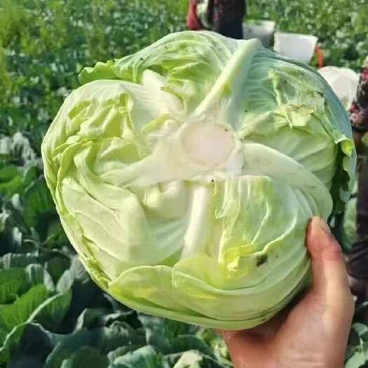 包菜，给钱就卖，给钱就卖。