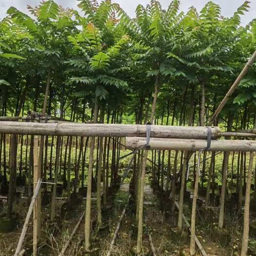 揭阳麻楝1-20分，各种规格，大量低价出售