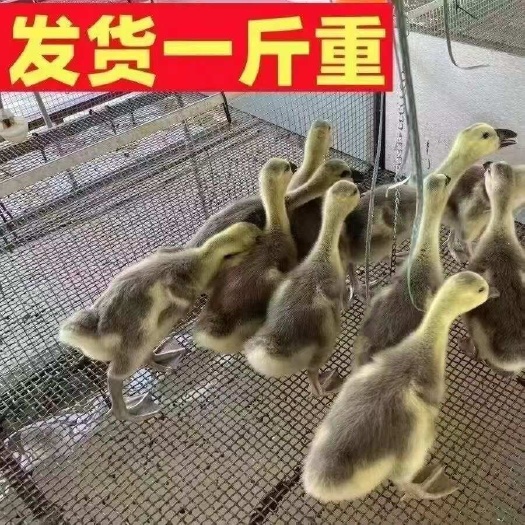 汕头正宗白狮头鹅活苗一斤特大纯种狮头鹅高产蛋鹅白鹅汕头狮子头鹅苗