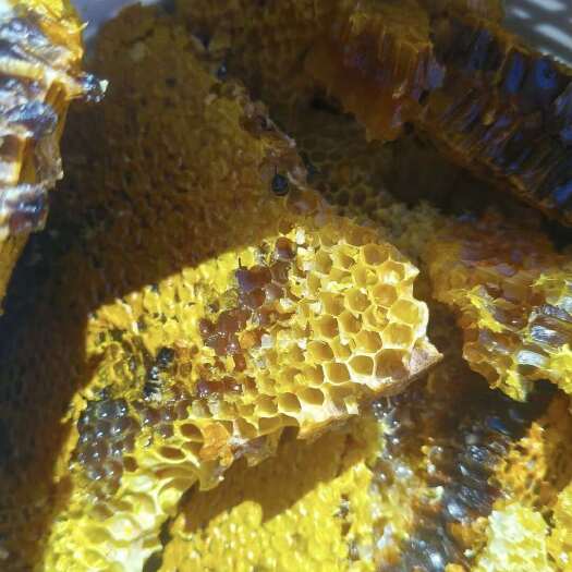 腾冲市云南腾冲纯正土蜂蜜   天然营养滋补品
