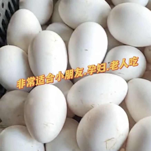 石家庄高品质新鲜土鹅蛋 石家庄藁城自提价 老人孩子孕产妇滋补优选