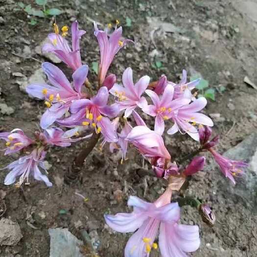 杭州换锦花