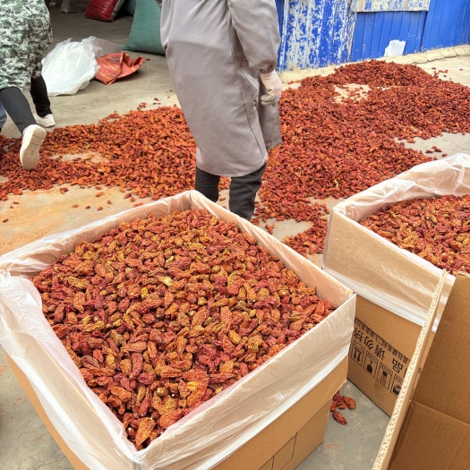 昆明产地直发，25年新货云南魔鬼椒，涮涮辣，辣度高，原产地