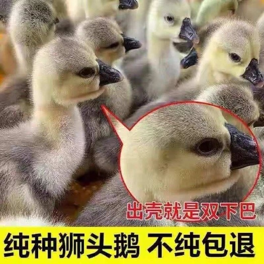 汕头潮汕狮头鹅苗特大纯种狮头鹅活苗正宗汕头狮头鹅幼苗狮子头小鹅苗