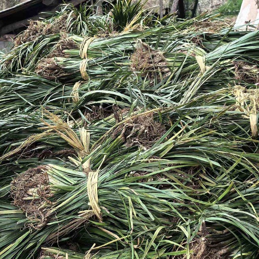 四川广元苍溪县优质菖蒲苗石菖蒲苗药材种苗基地直供