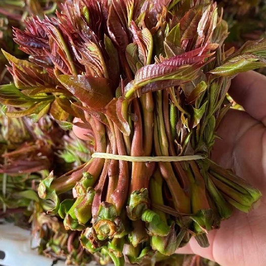 玉溪云南玉溪新鲜红油香椿芽生态种植现摘现发