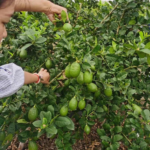 岑溪市广东香水无籽柠檬苗