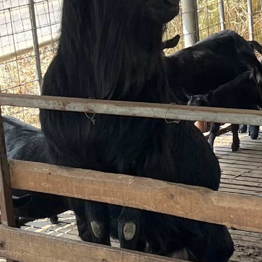 阳江黑山羊