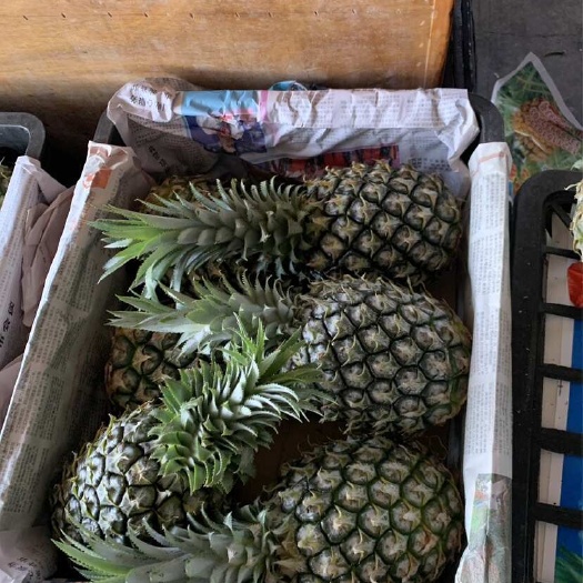 海南凤梨，5吨起发，包邮，私信