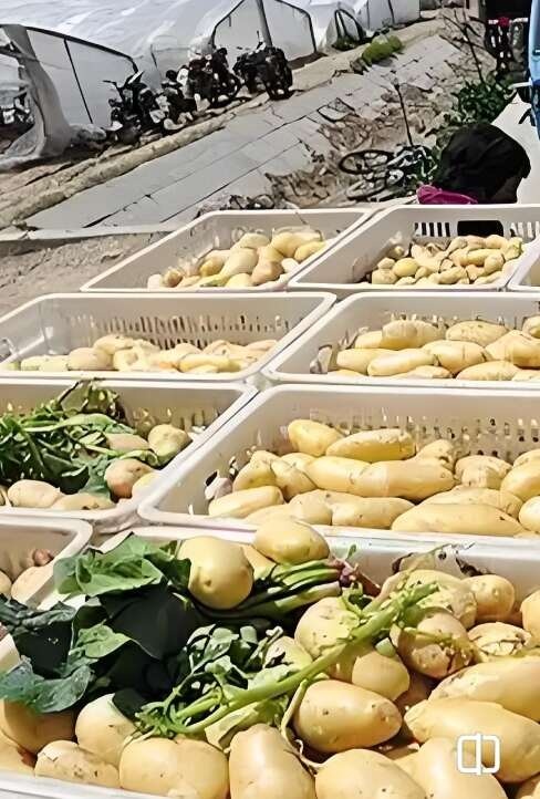滕州市山东滕州土豆