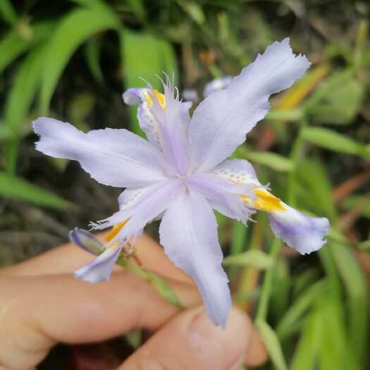 桑植县鸢尾苗