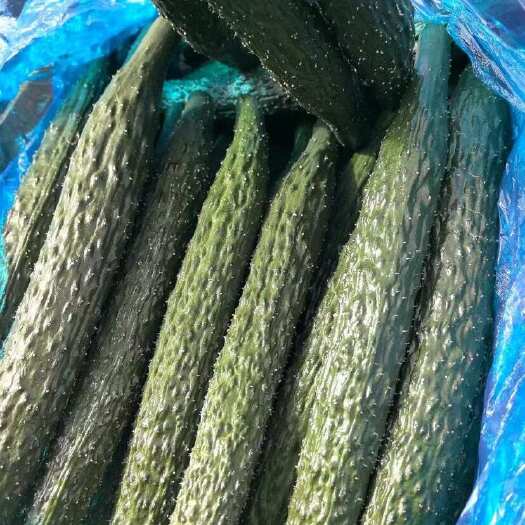 夏邑县精品蜜刺黄瓜，夏邑黄瓜，河南黄瓜大量有货