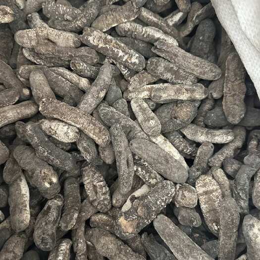 黑虎皮参 40头小赤参 海参干货 足干淡干 厚肉圆身