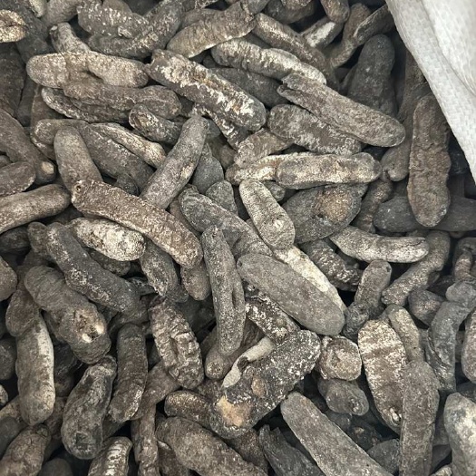 黑虎皮参 40头小赤参 海参干货 足干淡干 厚肉圆身