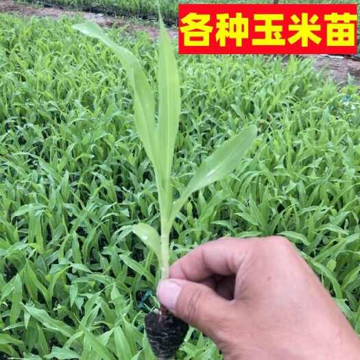 沭阳县超甜早熟水果玉米苗黑玉米香糯玉米苗彩玉米种籽秧苗
