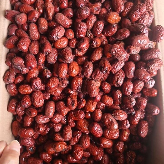 新疆枣坏枣烂枣饲料枣  喂马 喂牛加工用农副产品批发