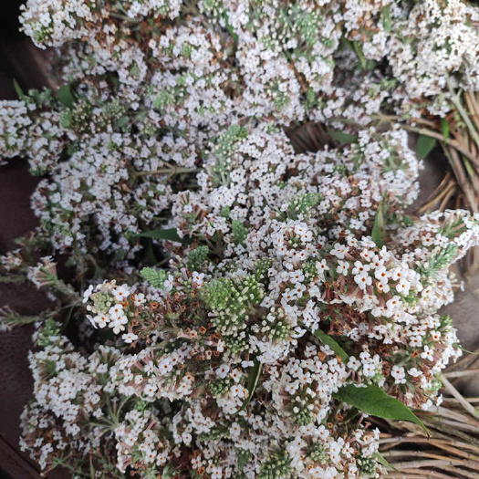 罗平县密蒙花染饭花糯米花植物染料糯米黄花染色泡水云南贵州特产