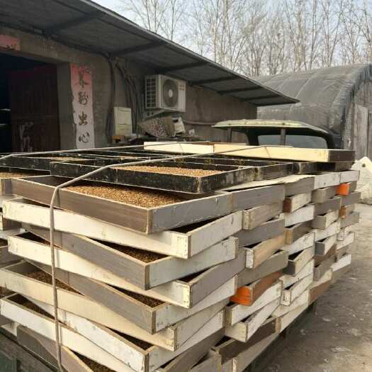 洛阳优质黄粉虫面包虫活体，虫美价优。可发货，可专车送货上门