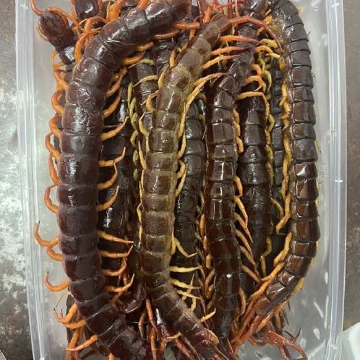 25cm巨人蜈蚣，大蜈蚣，红头蜈蚣，单条25cm长度，冷冻