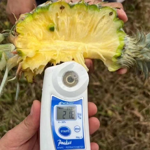 景洪市云南香蜜凤梨 现摘现发 产地直供