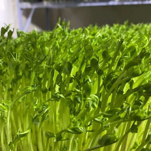 潍坊新鲜豌豆苗 优质蔬菜 潍坊直发 健康食材选择