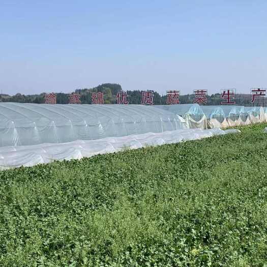 遂宁产地直销大量白萝卜通货欢迎采购