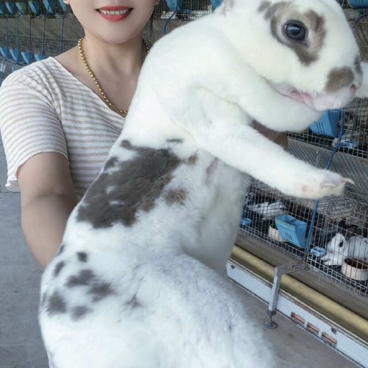 【优选】彩獭兔 彩色花獭兔 獭兔种兔 花色獭兔 黑白黄白虎斑