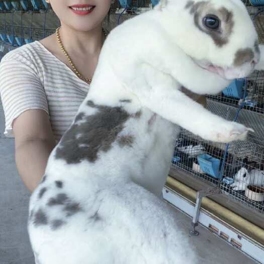 嘉祥县【优选】彩獭兔 彩色花獭兔 獭兔种兔 花色獭兔 黑白黄白虎斑