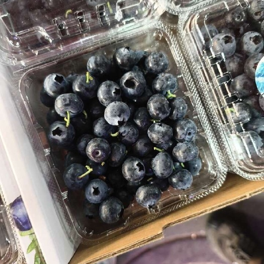云南蓝莓15+