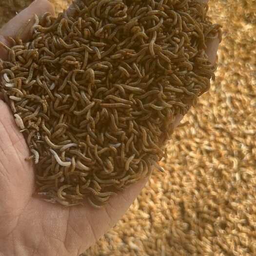洛阳黄粉虫开口虫