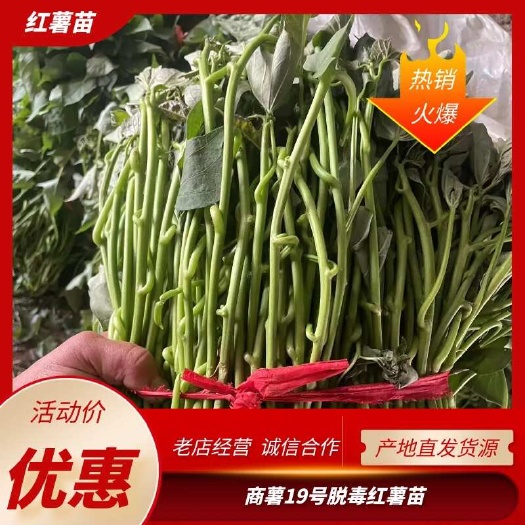 尉氏县商薯19原种脱毒一代红薯苗