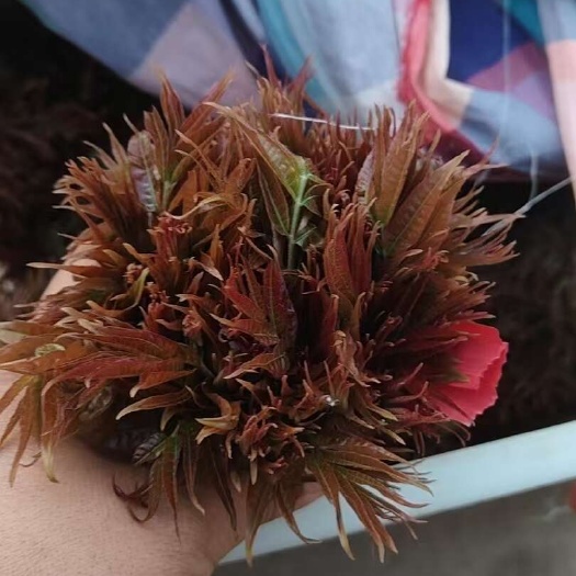 永济市香椿芽