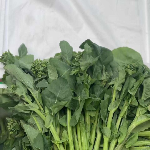 广州板蓝根青菜
