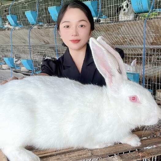 嘉祥县【推荐】新西兰肉兔 大白兔 肉兔种兔批发 兔子养殖 厂家直销