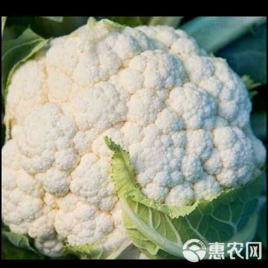 洋县白花菜