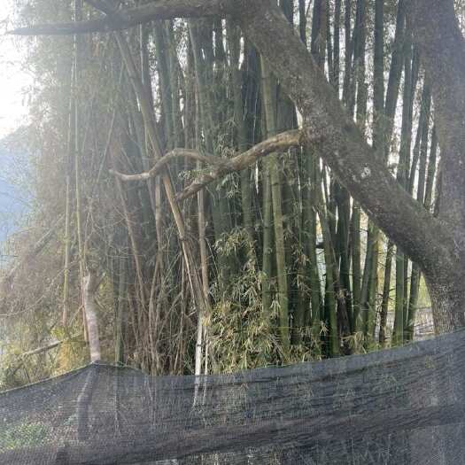 荔波县竹子