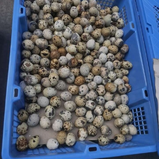 清远鹌鹑蛋