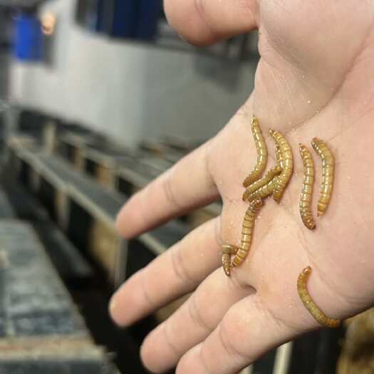 洛阳优质鲜活活体黄粉虫面包虫，养殖场直发。