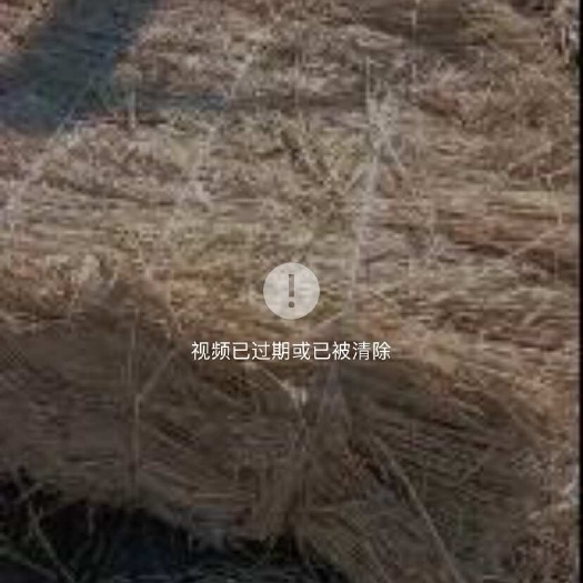 白城稻草、治沙草