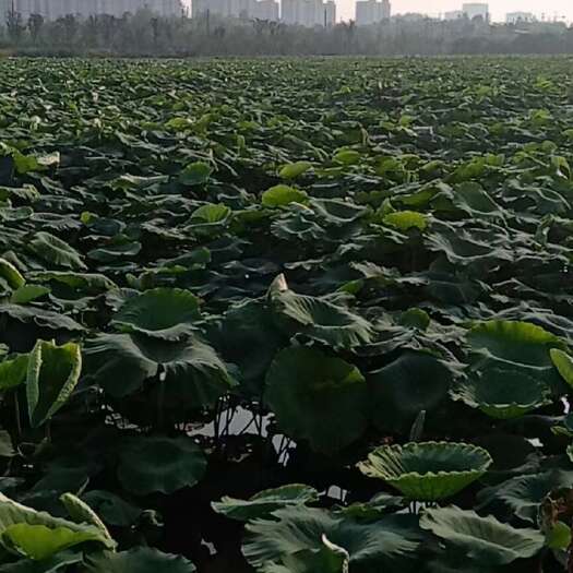 旱地水田低价出租，可种各种农作物，水稻小麦玉米大豆蔬菜瓜果等