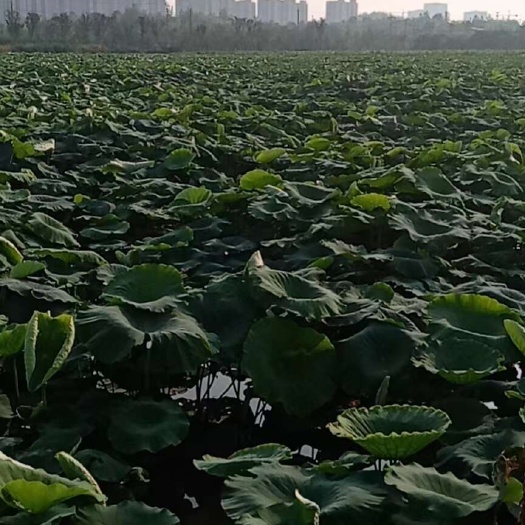 南京旱地水田低价出租，可种各种农作物，水稻小麦玉米大豆蔬菜瓜果等