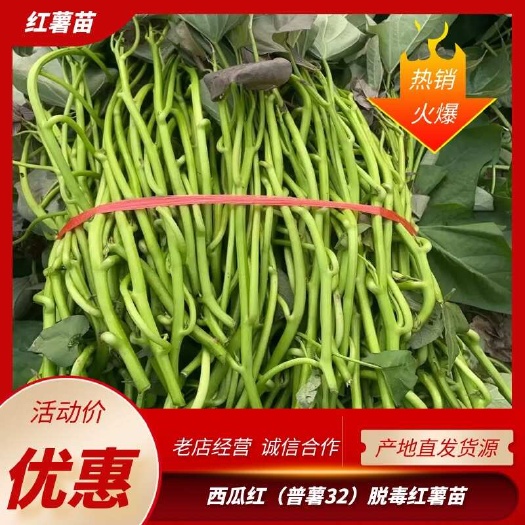 尉氏县西瓜红原种脱毒一代红薯种苗