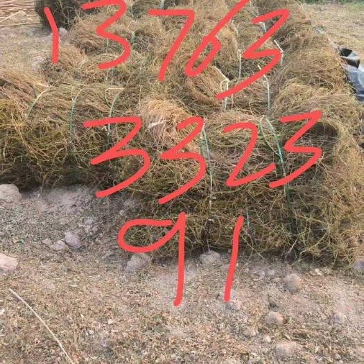 藤县自家种植鸡骨草，刚开始收，有意者 看图联系