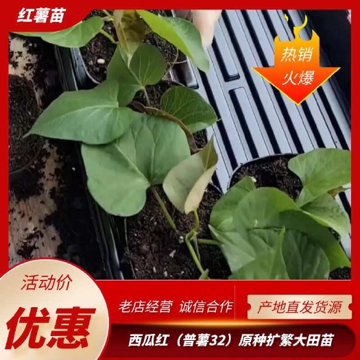 尉氏县西瓜红（普薯32）品种 原种扩繁大田苗 健壮易活