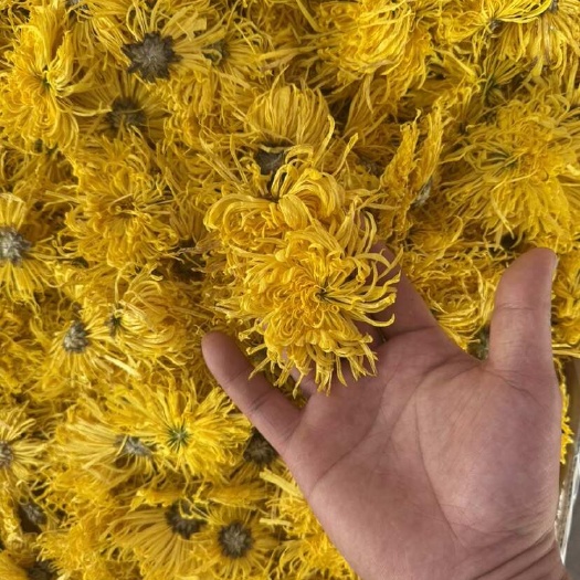 金丝皇菊 -优质花草茶