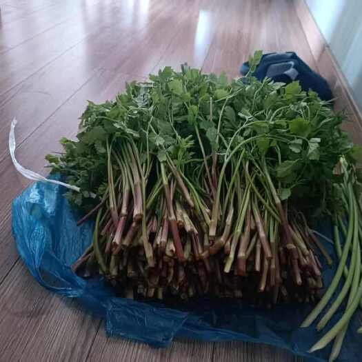 芜湖野水芹，现拔现发，特别新鲜，量大