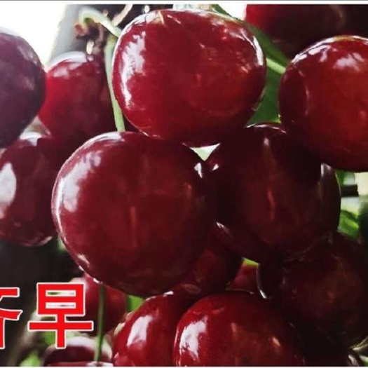 泰安大樱桃美早黄蜜萨米脱布鲁克斯