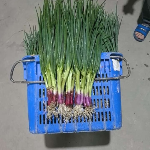 惠州红头葱  2.5元一斤，量大货足
